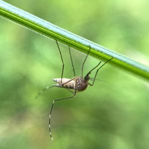 Tornati dalle zone a rischio dobbiamo fare la seconda dose contro la dengue?
