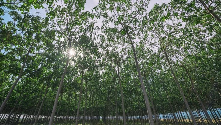 Le foreste sono in crescita ma non abbassiamo la guardia