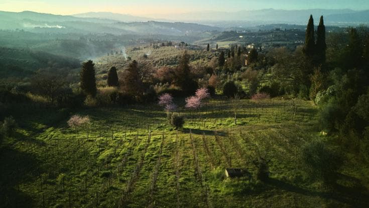Nel vigneto-giardino, dove grazie alla biodinamica l’uva cresce accanto ai fiori