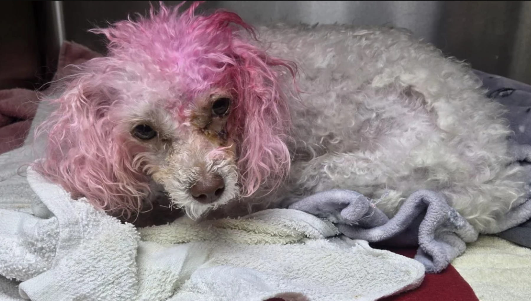 Willow, il cane rosa abbandonato alla fermata dell’autobus nascondeva ...