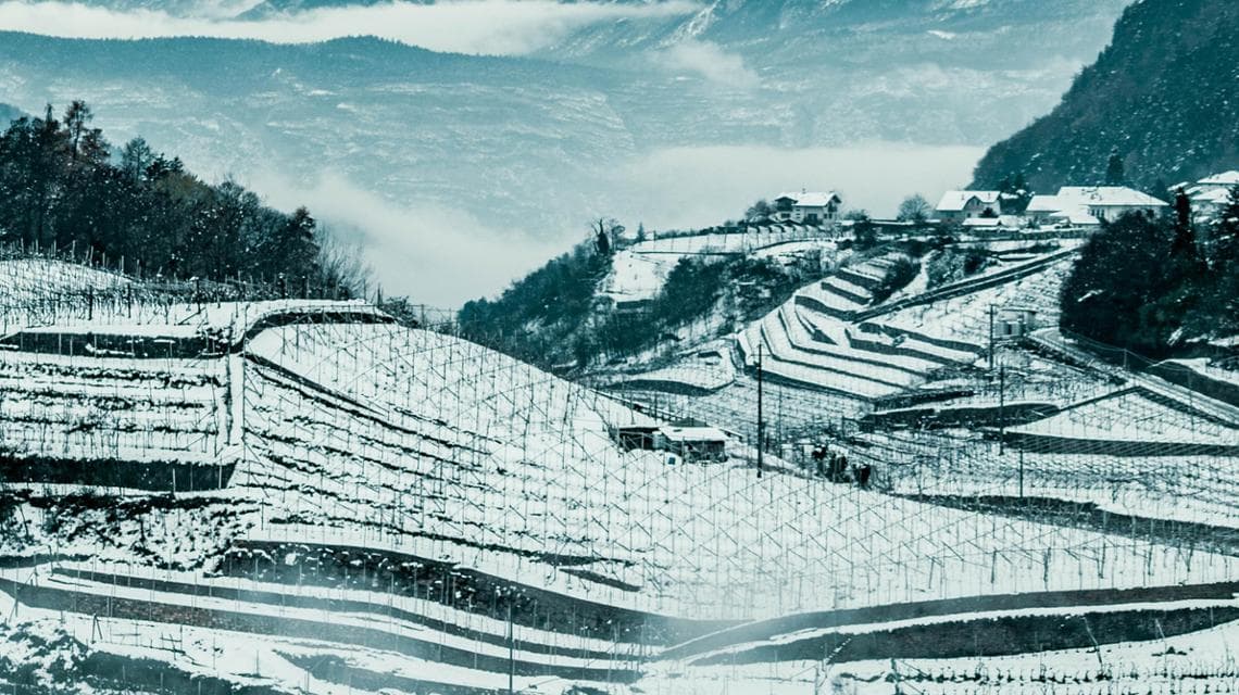 I vigneti in inverno