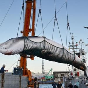 Islanda, ferma la caccia alla balena per il 2025