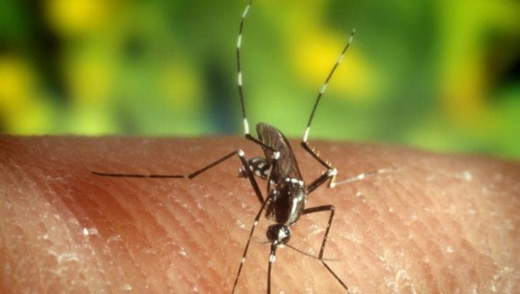 Incubo malaria, come liberarci dalle zanzare killer