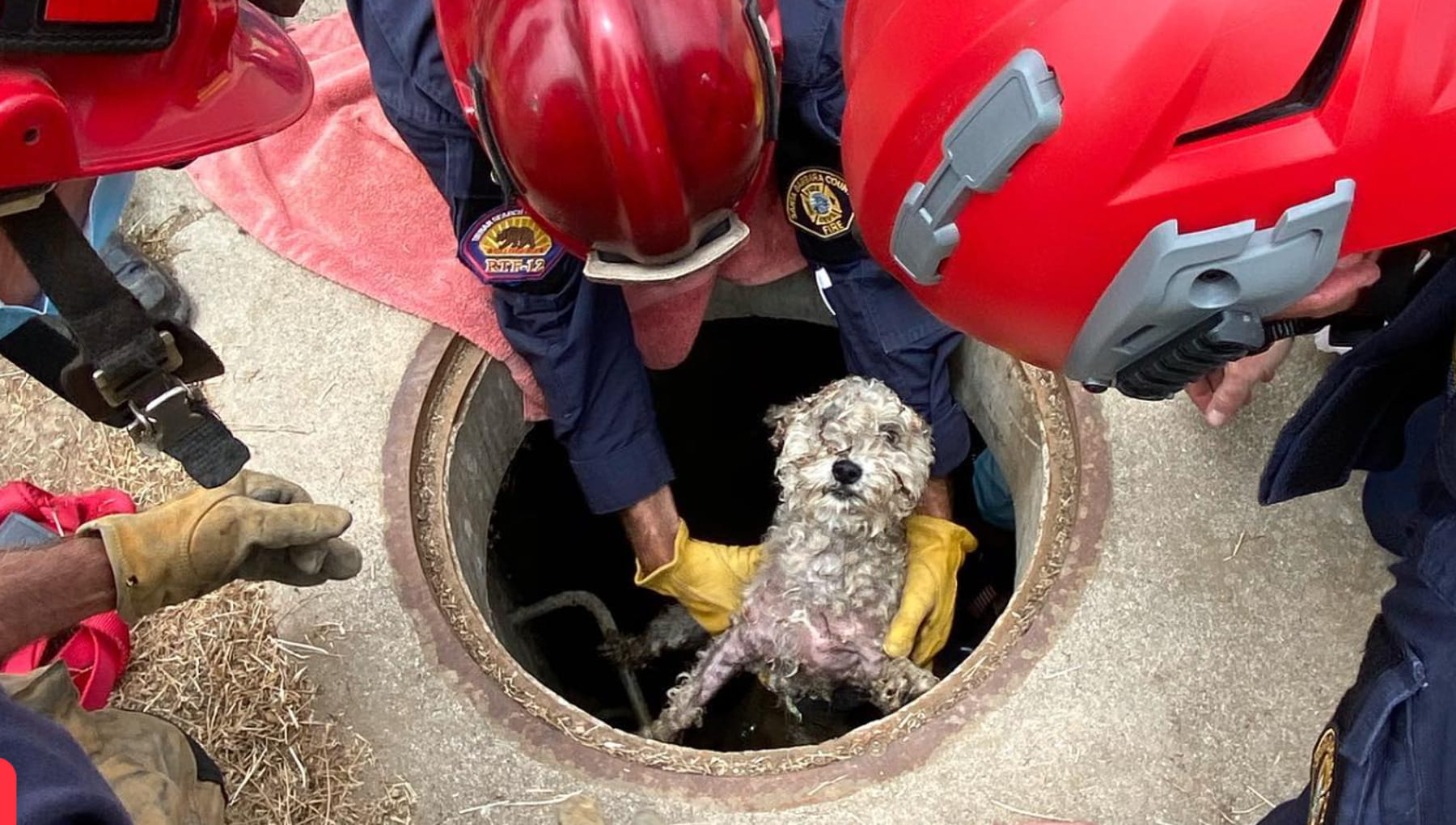 La disperata richiesta d’aiuto che ha salvato Sophie, il cane che ha ...