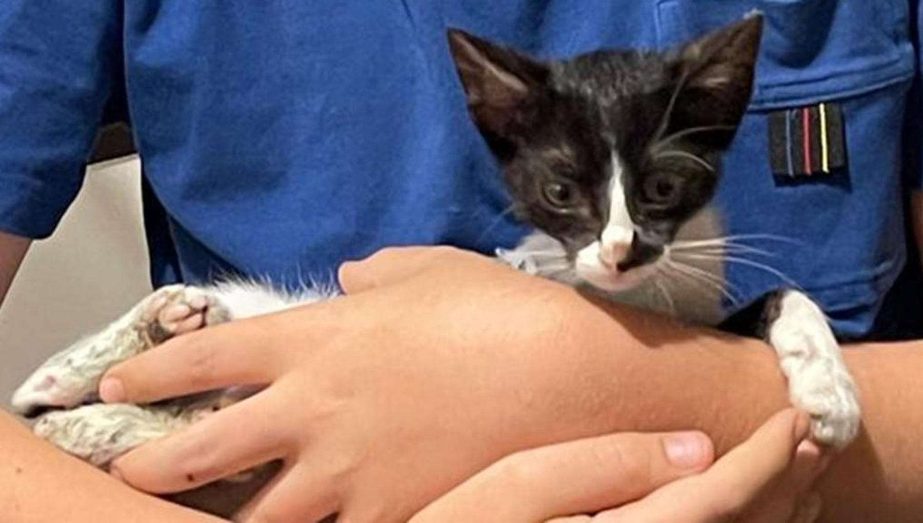 Ragazzino salva un gatto investito in strada e lo adotta anche se perde ...