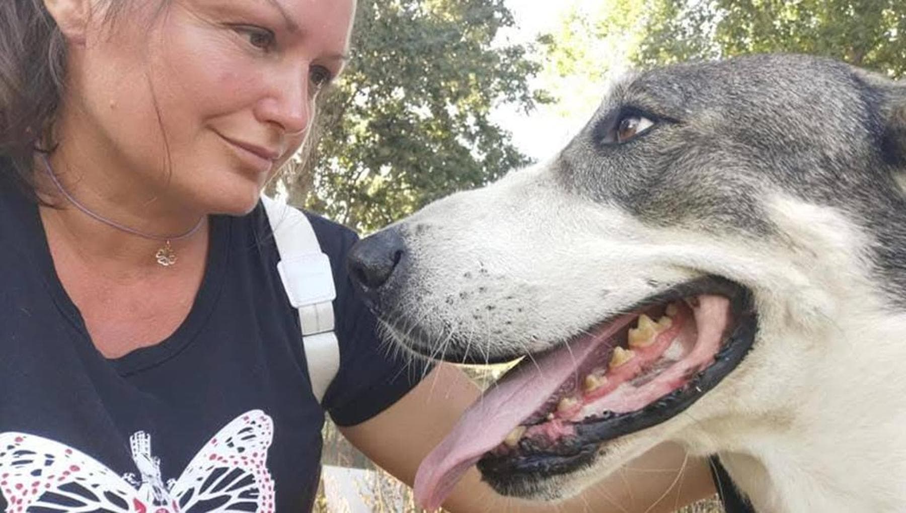 Il cane eroe Asia ha salvato due volte la sua proprietaria da uno ...