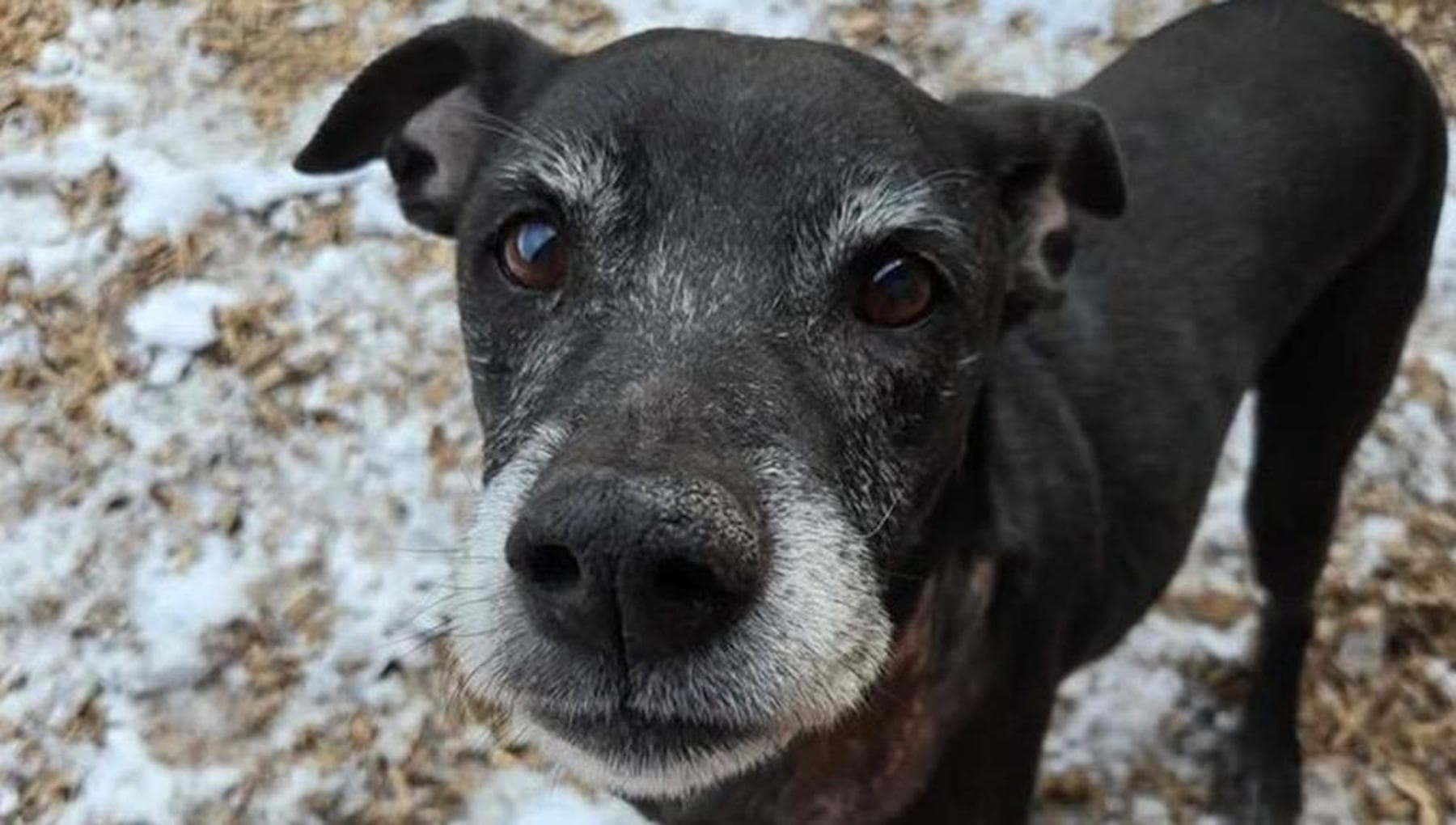 Abbandonato dopo 12 anni di vita insieme, il cane Hugo continua a ...