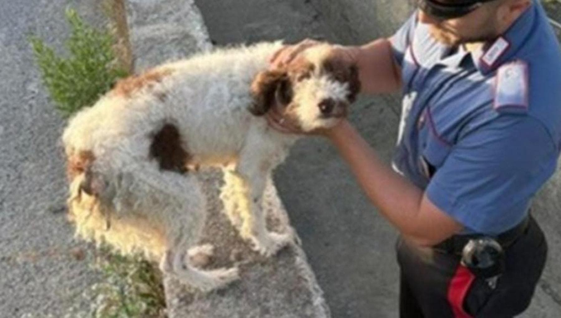 Cane da tartufi intrappolato in fossato a Colobraro, salvato dai ...