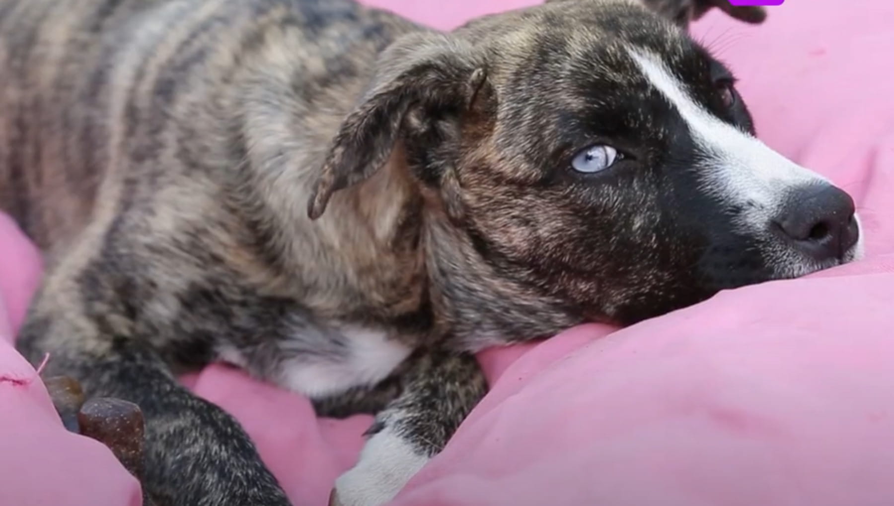 Mila, il cane a sei zampe sopravvissuto contro ogni probabilità al suo ...