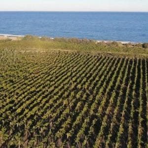 Cirò Classico prima Docg della Calabria. Librandi: “Lo faremo conoscere in tutto il mondo”