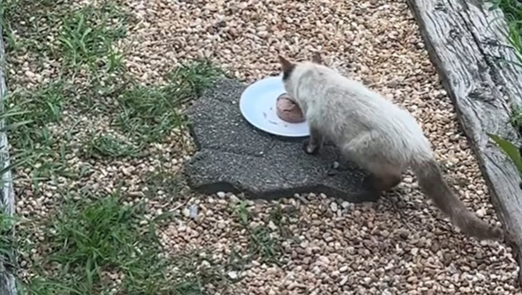 Ogni giorno lasciano del cibo per il gatto randagio, lui dimostra la ...