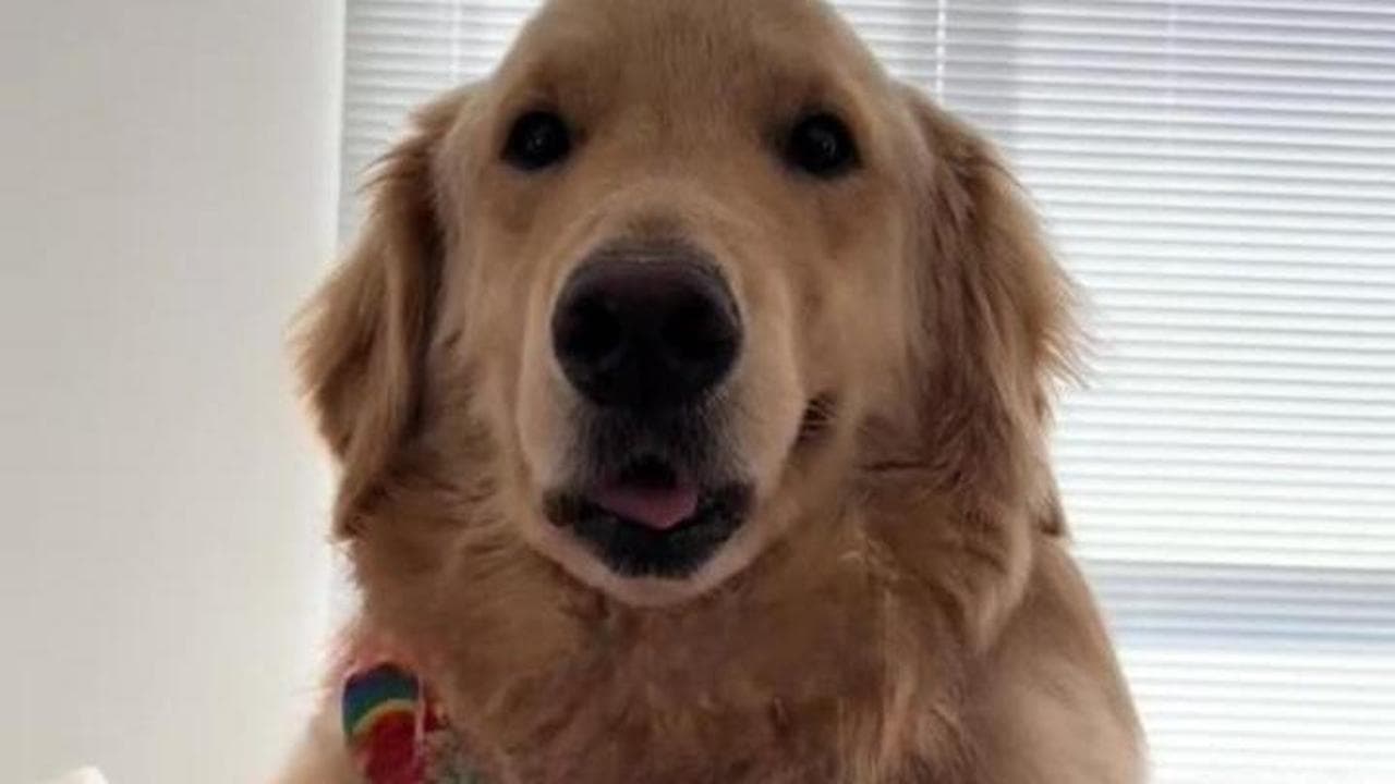 Il cane eroe che ha salvato decine di bambini ora lotta per la sua vita ...