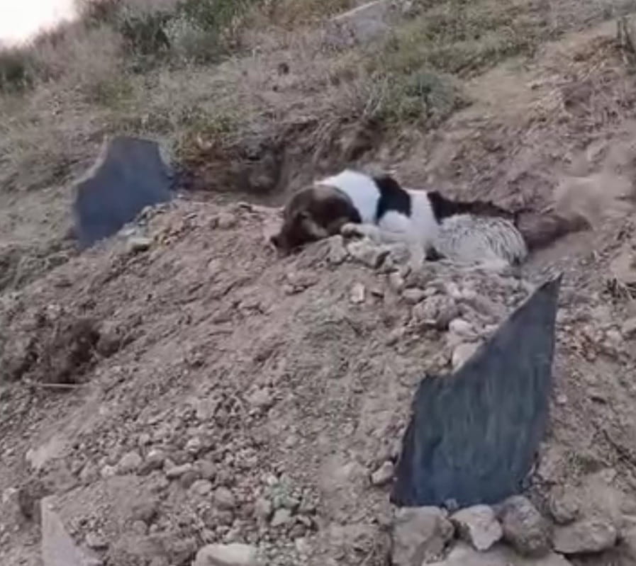 In Turchia, il “cane più fedele di tutti” veglia da giorni la tomba del ...