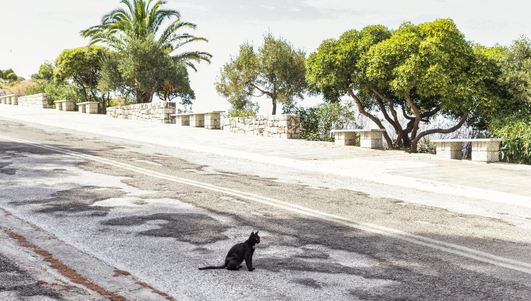 Salva un gatto che corre in autostrada, ma il bel gesto nasconde un ...