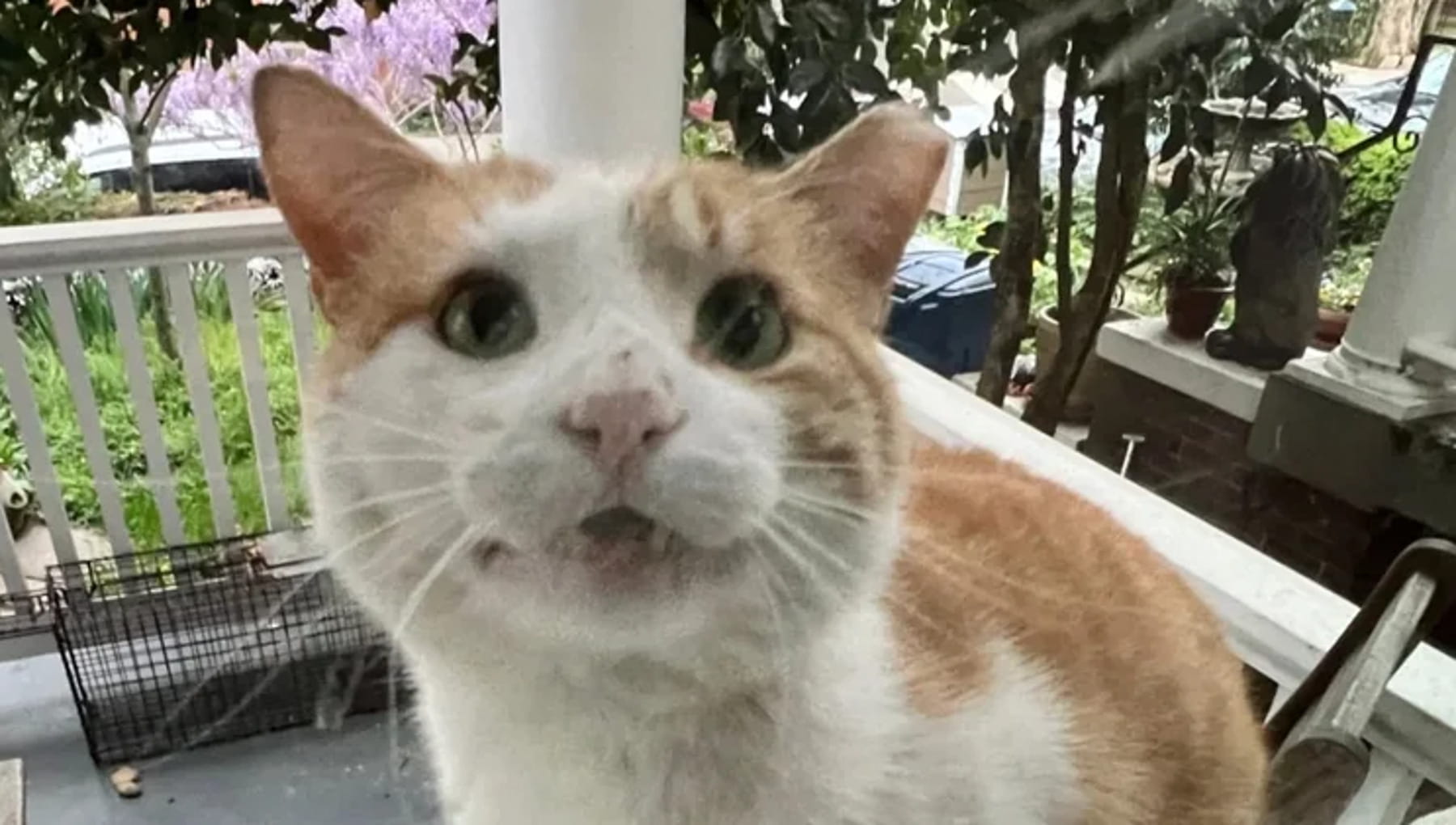 Tommy, il gatto randagio che ha barattato la libertà con l’amore ...