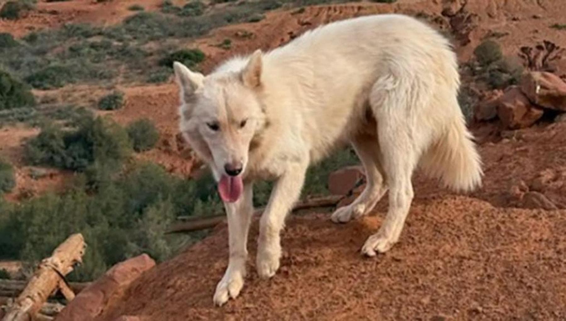 La straordinaria avventura di Azul, il cane che ha trovato la sua ...