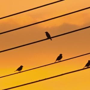 Dove c’è più luce gli uccelli cantano di più. “Ma l’inquinamento luminoso va contrastato”