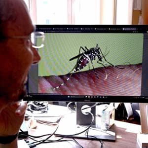 Mosquito Day, il clima aiuta le zanzare. "Italia da record in Europa per casi di West Nile"