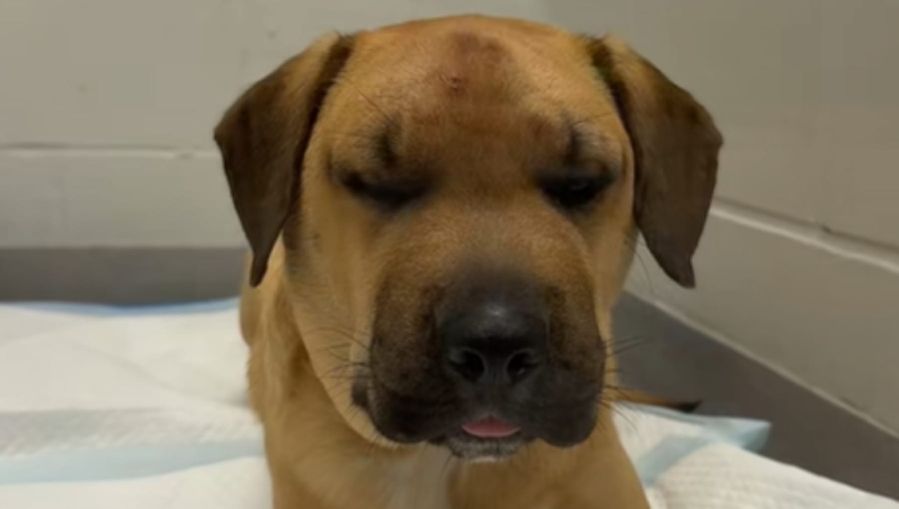 Dodge, il cane eroe che ha salvato la vita del suo umano da un serpente ...