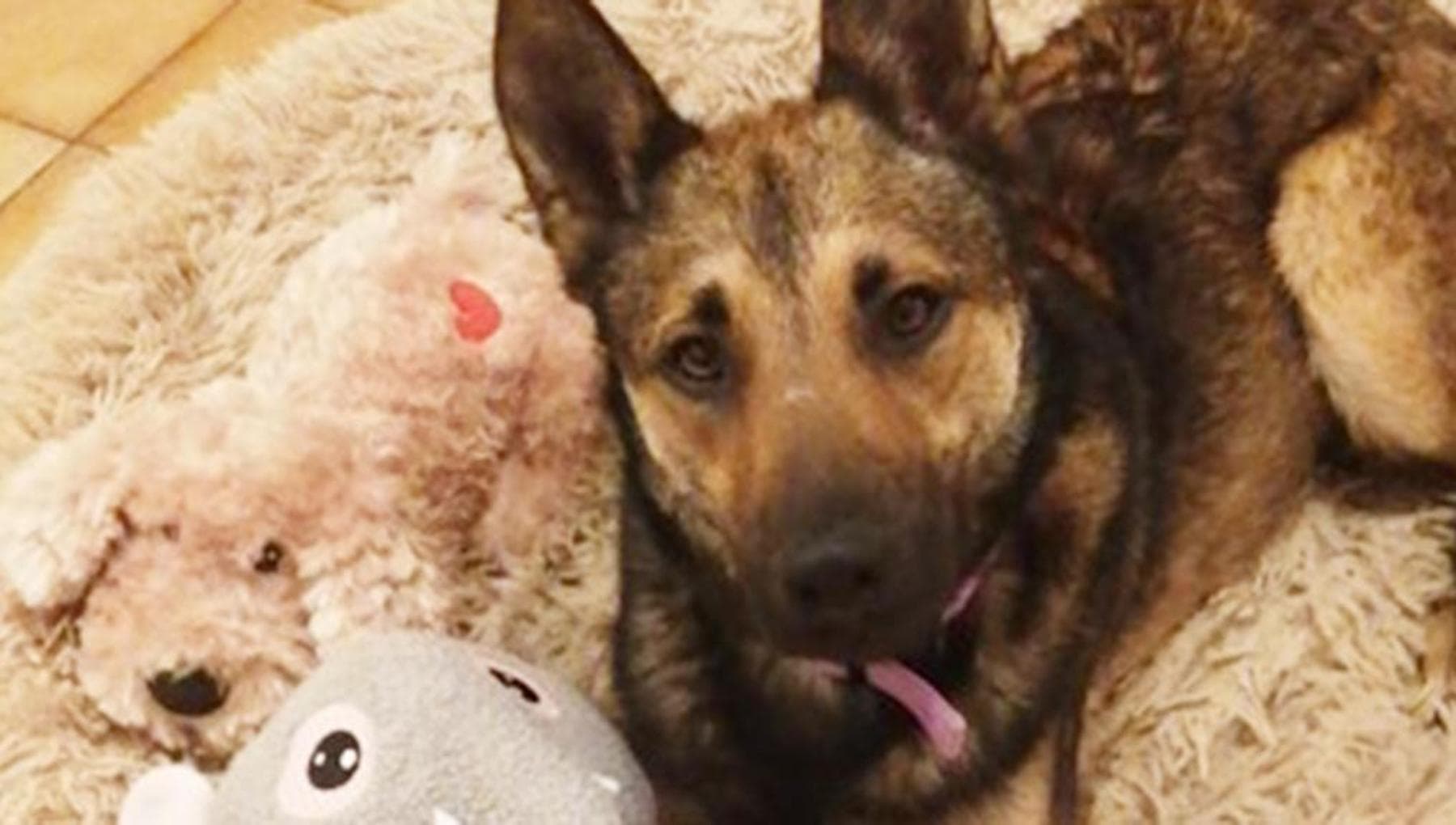 La storia di Karma, il cane abbandonato due volte e salvato da chi gli ...