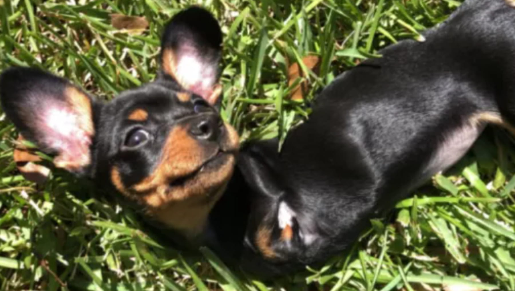 Blessit, il cane sopravvissuto contro ogni probabilità oggi esplora il ...
