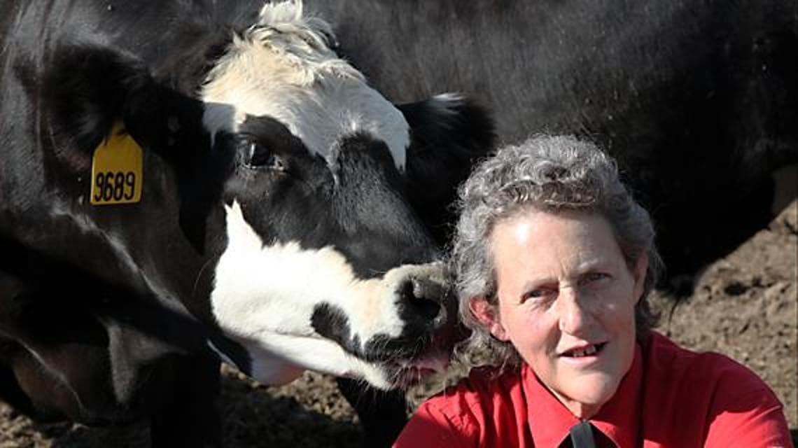 Temple Grandin con una delle sue amate mucche