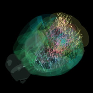 Svelata prima mappa completa dell'attività cerebrale