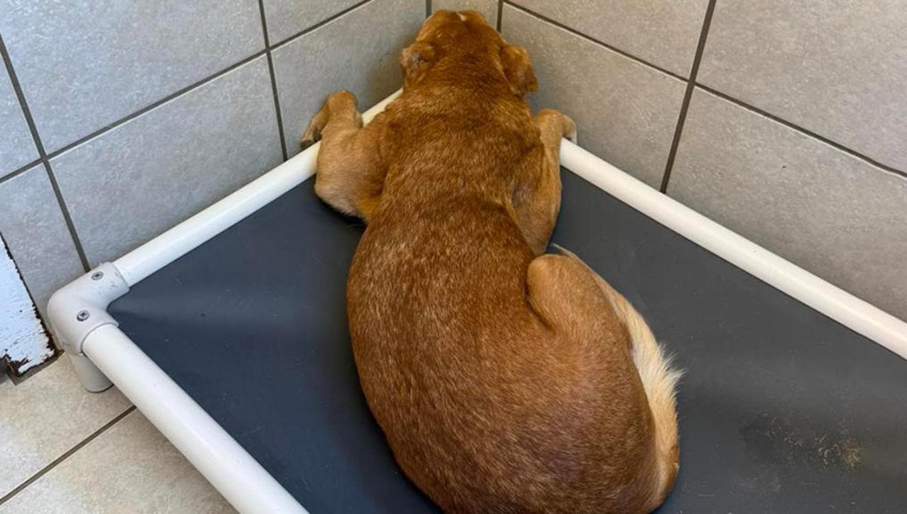 La rinascita di Leonore, il cane che aveva paura di alzare lo sguardo e ...
