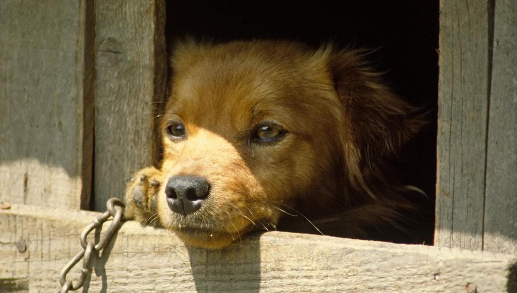 Cane tenuto alla catena, scatta la prima multa a Chieti con la nuova ...