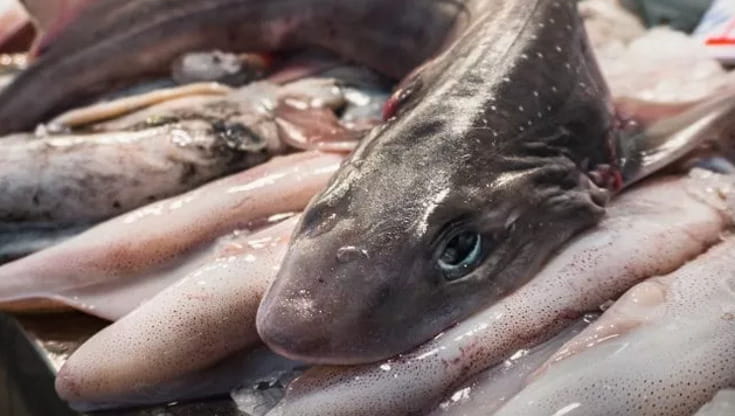 C’è carne di squalo nel piatto e spesso non lo sappiamo. Come consumarla in sicurezza
