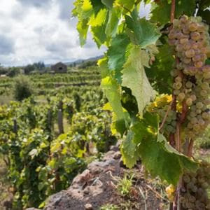 Etna Doc: bianchi, bollicine e nuovi mercati le sfide del futuro
