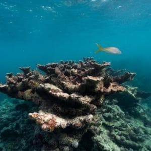 Superato anche il settimo limite planetario: l’acidificazione degli oceani