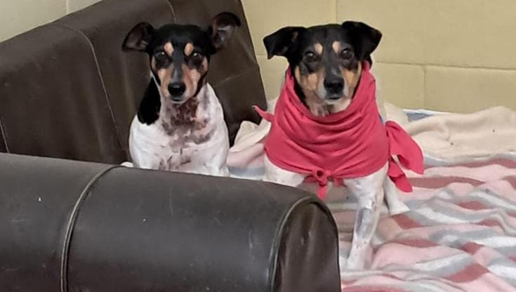 Generisch Palla Interattiva Per Cani, Giocattolo Per Cani - 10