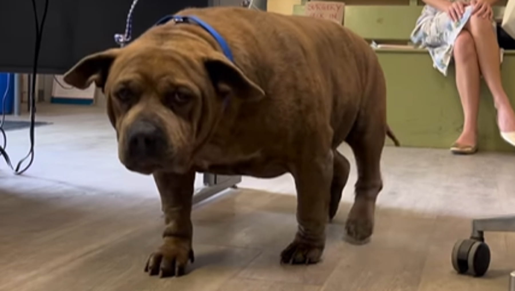 Squish, il cane con gli occhi tristi che ha perso 20 chili per ...