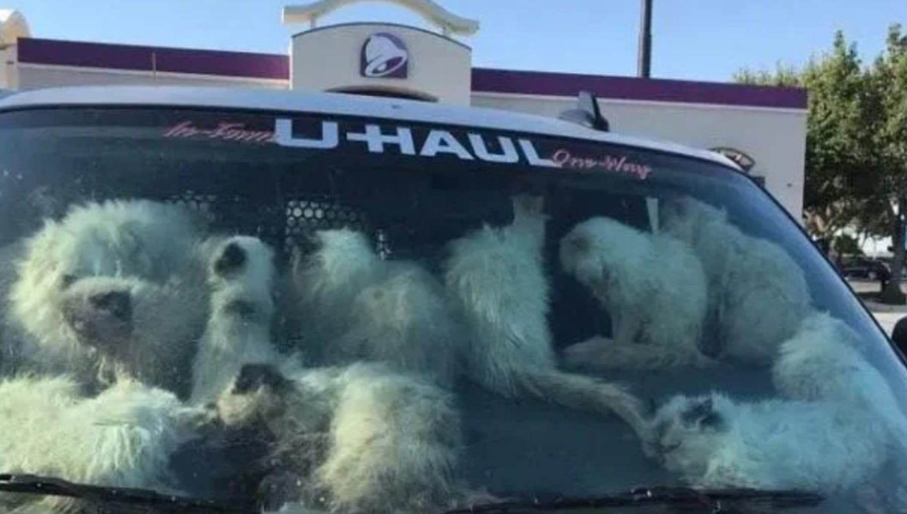 Lo sconvolgente ritrovamento di 134 gatti in un camion e la lotta ...