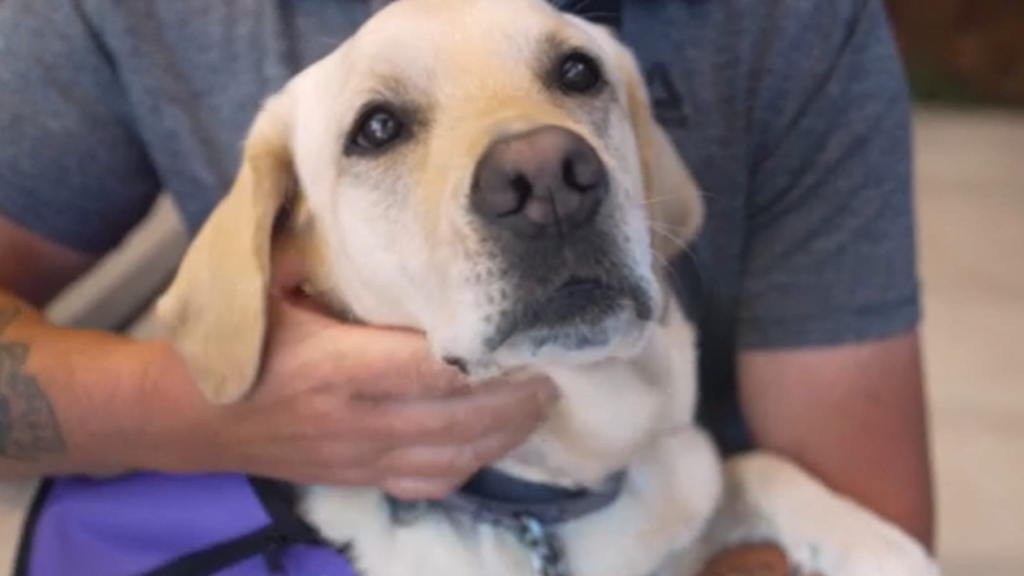 “È il mio eroe”: ecco come il cane Tommy ha salvato due volte la vita ...