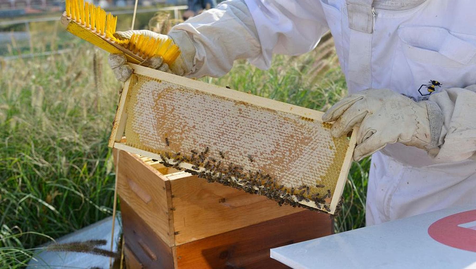 Il polline protegge le api da miele dalle malattie e da virus mortali ...