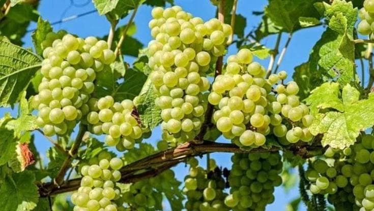 L’uva, il superfood ricco di nutrienti