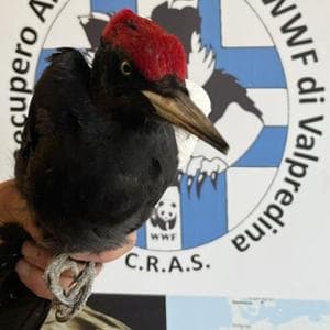 Raro picchio nero ucciso in Lombardia, il Wwf accusa: “Bracconaggio fuori controllo”