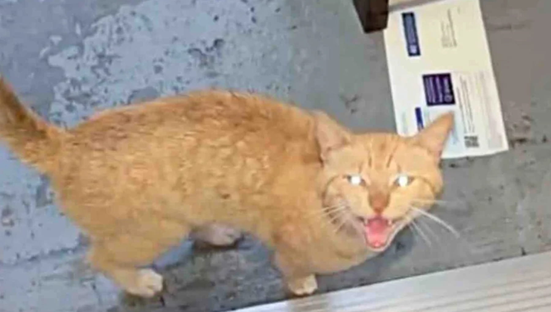 Trovano alla porta un randagio e temono il peggio, ma il gatto Chuck ...