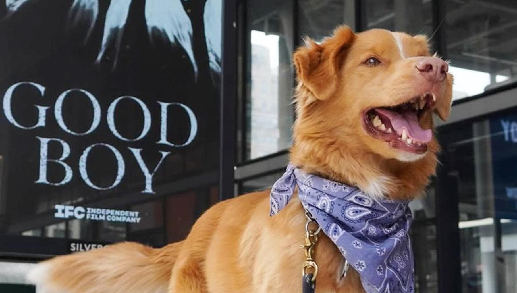 Dall’adozione a star di Hollywood: la vera storia di Indy, il cane ...