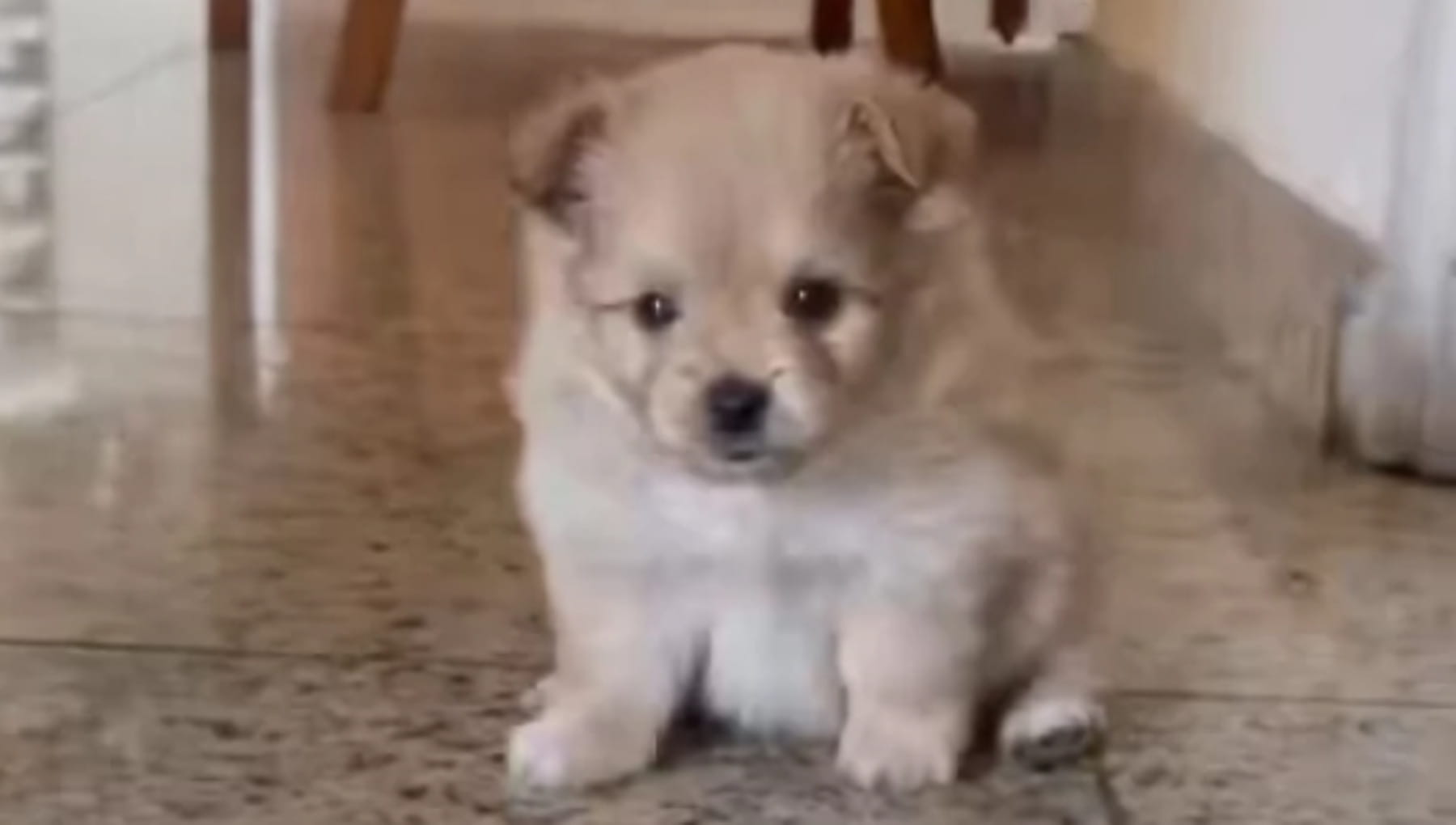 Acquista un cucciolo di cane Pomerania ma quando l’animale cresce ...