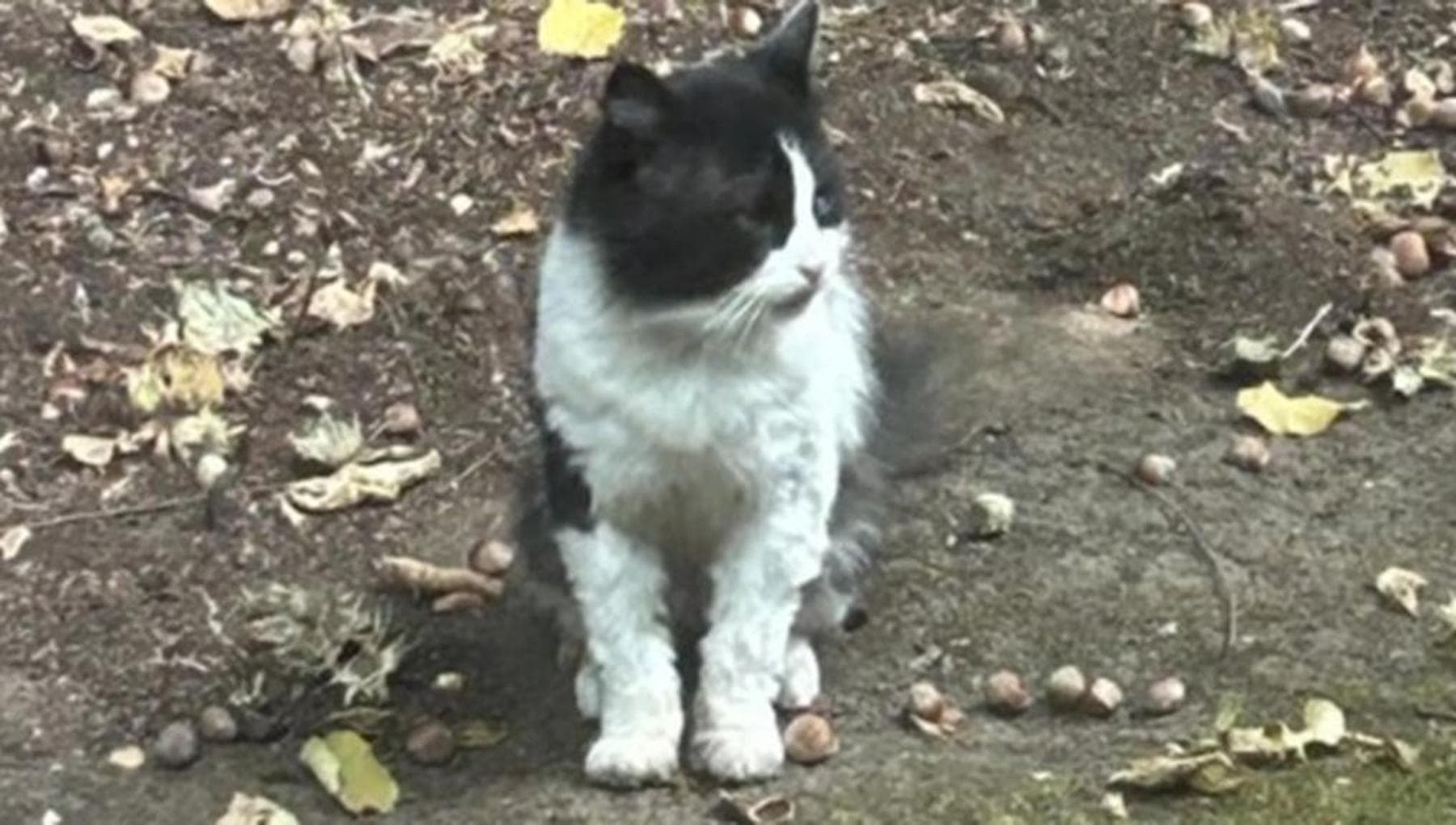 Incontra un gatto randagio e capisce che quel musetto era familiare ...