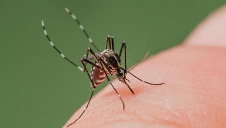 Chikungunya: in arrivo il primo vaccino contro il virus trasmesso dalla zanzara tigre