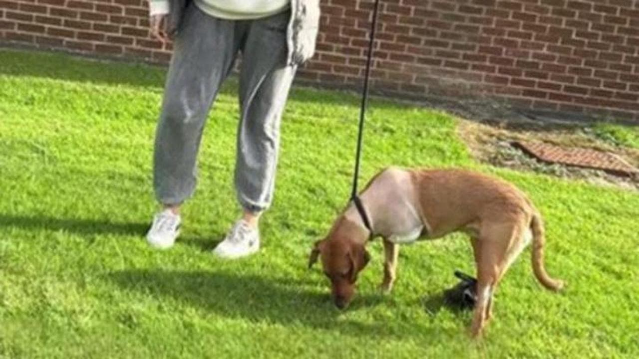 Il cane ha perso una zampa ma non il sorriso: il video del suo ritorno ...