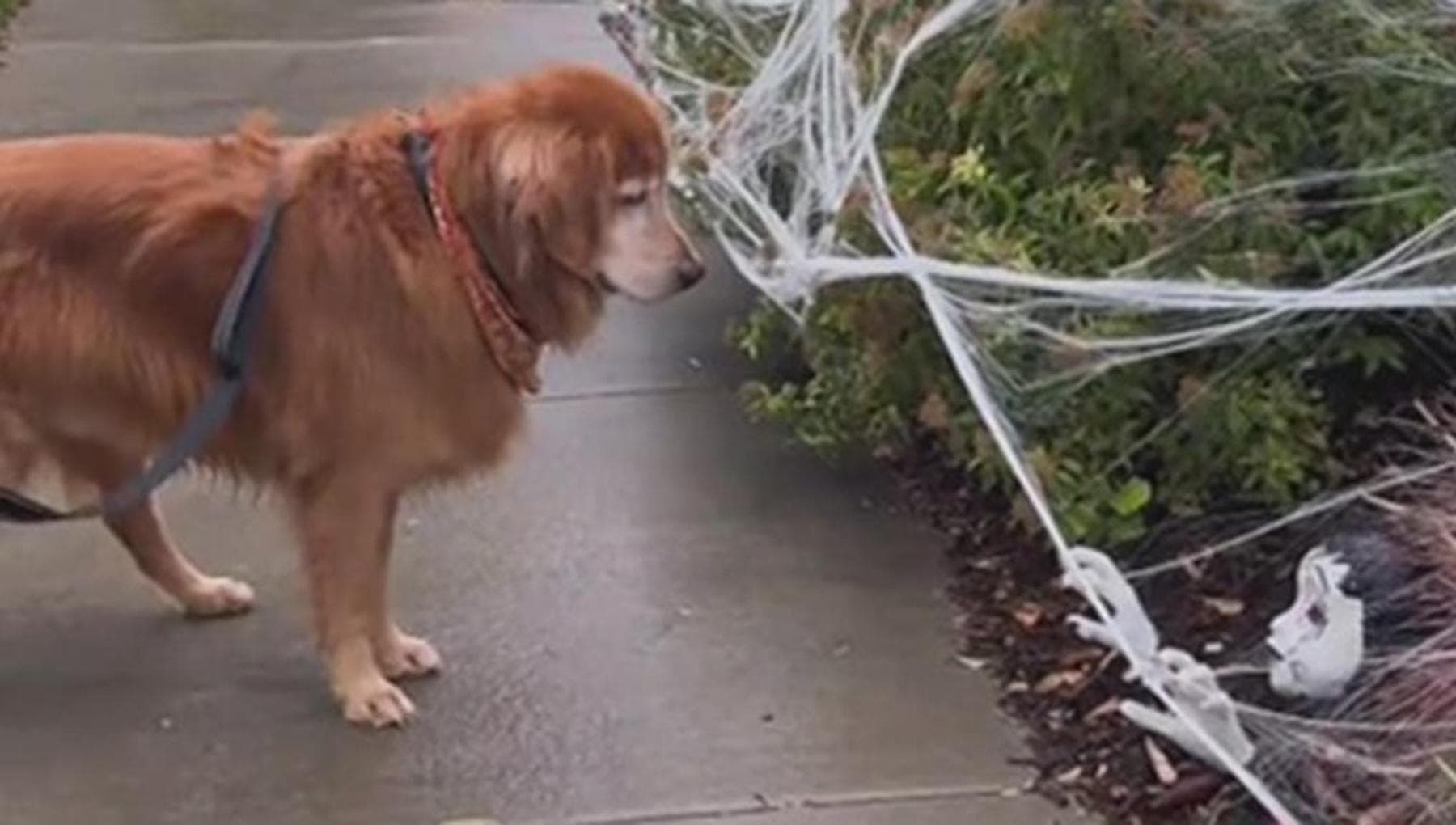 Il cane Ace e gli scheletri nel giardino, quando Halloween trasforma la ...