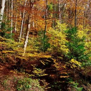 Legambiente, foreste a rischio: bruciati 94 mila ettari. Il doppio rispetto al 2024