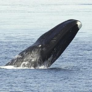 Svelato il segreto della balena artica. "Può aiutarci a capire come vivere più a lungo"