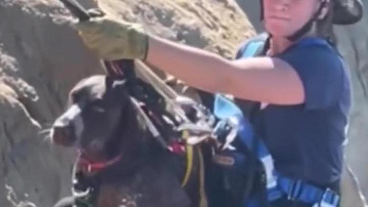 Cane precipita da una scogliera a San Francisco: il salvataggio da film ...