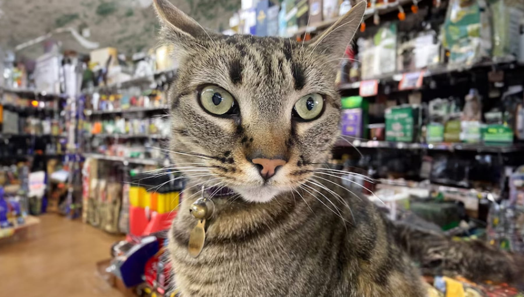 La tragedia del bodega cat KitKat, il gatto ucciso da un taxi a guida